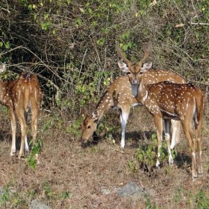 Bandipur National Park (1)