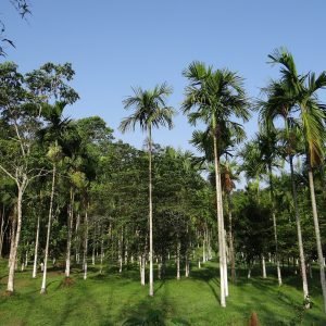 Coorg (Kodagu) (1)
